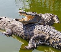 Image result for Wild Animals Crocodile
