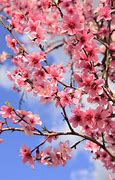 Image result for Pink Peach Blossom Flowers