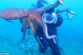 Image result for Octopus Attacks Diver