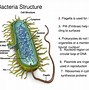 Image result for E. Coli Bacteria Drawing