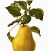 Image result for Apple Pear Clip Art