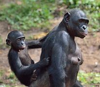 Image result for Bonobos Human Look