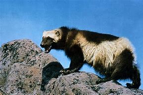 Image result for Wild Wolverine Animal