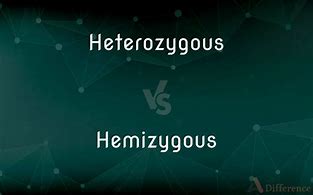 Image result for Hemizygoua