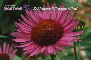 Image result for Echinacea purpurea Vintage Wine (r)