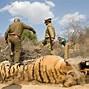 Image result for Chowgarh Man-Eating Tigers