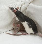 Image result for White Rats as Pets