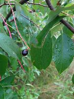 Image result for Black Cherry Tree Seeds