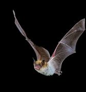 Image result for Flying Bat Front
