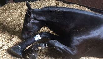 Image result for Horse Bit Abuse
