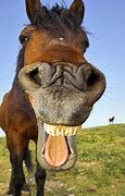 Image result for Horse Head Smiling