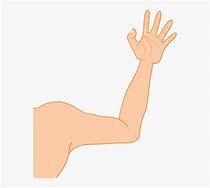 Image result for Clip Art Arm Reases