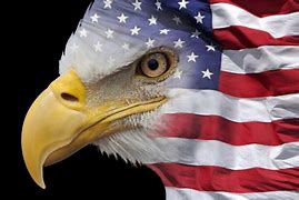 Image result for American Eagle with American Flag Pin