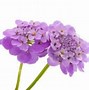 Image result for Flowers Against White Background