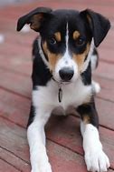 Image result for Short Hair Collie