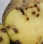 Image result for "potato-tuberworm"