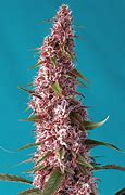 Image result for Seed Bud