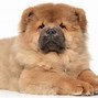 Image result for A Cute Fluffy Dog