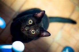 Image result for cute ebony cat