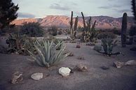 Image result for Nevada Desert Cactus