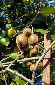 Image result for Kiwi Climbing Plant