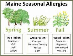 Image result for Tree Pollen Allergy Treatment