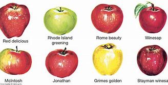 Image result for Different Apple Varieties