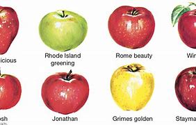 Image result for Diferent Types Ofapple Pic