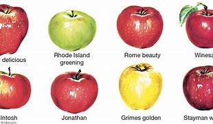 Image result for Red and Yellow Apple Varieties