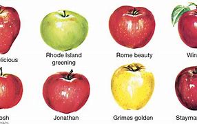 Image result for Apple Types