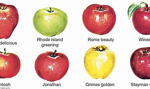 Image result for How Many Types of Apples
