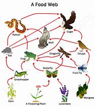 Image result for Chain Food Web Examples