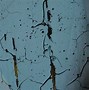 Image result for Photoshop Textures Free Peeling Paint