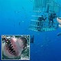 Image result for Biggest Shark Found