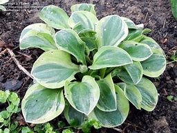 Image result for Hosta Frosted Mouse Ears