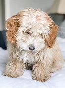 Image result for Best Small Indoor Dogs