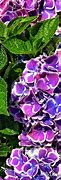 Image result for Hydrangea Bush