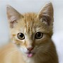 Image result for Best Cat Pictures Ever