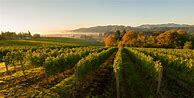 Image result for Willamette Valley Pinot Noir Tualatin Estate