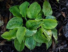 Image result for Hosta Silver Threads and Gold Needles
