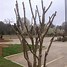 Image result for Pruning Crepe Myrtle Trees
