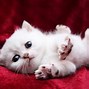 Image result for Cute Pictures for a Wallpaper