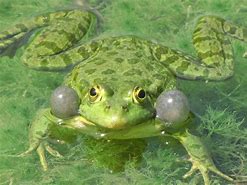 Image result for 4 Frogs