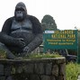 Image result for Gorilla Birthday