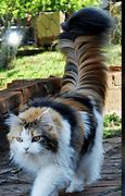 Image result for Calico Cat Hand Dance Meme