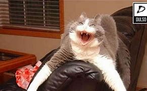 Image result for Cute Cat Fart