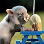 Image result for Cute Summer Animals