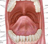 Image result for Facts About Your Mouth