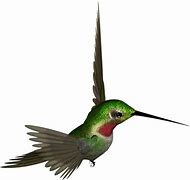 Image result for Hummingbird iPad Commercial