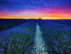 Image result for Lavender Sunset Wallpaper iPhone
